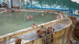 温泉に入る猿を見に