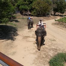 この象さんたちに乗りました。親子だそうです。