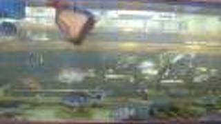 料理旅館鹿久居荘　日生