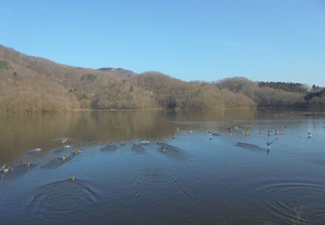 池にはたくさんの水鳥