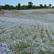 ネモフィラ＋芝桜＋つつじの公園