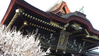 梅苑、見頃です ♪