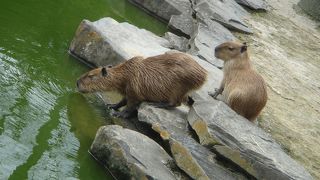 カピバラの聖地