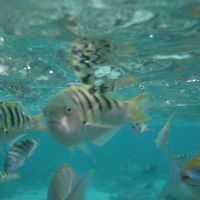 コテージ周辺の海中