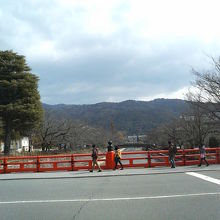 琵琶湖疏水に沿って桜の木が並んでいました。