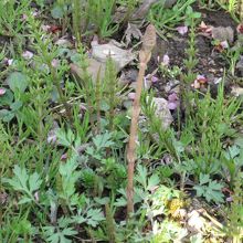 そう言えば、土筆もニョキニョキ！