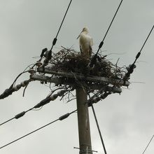 電柱にコウノトリさん