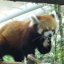 レッサーパンダのおやつタイム