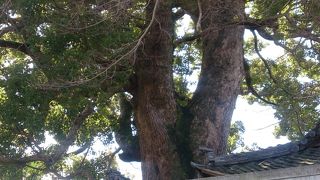 樹齢800年の大クスノキ