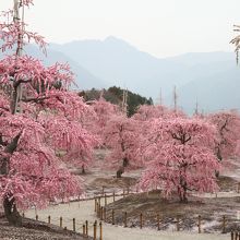 園内はどこからでも見渡せます