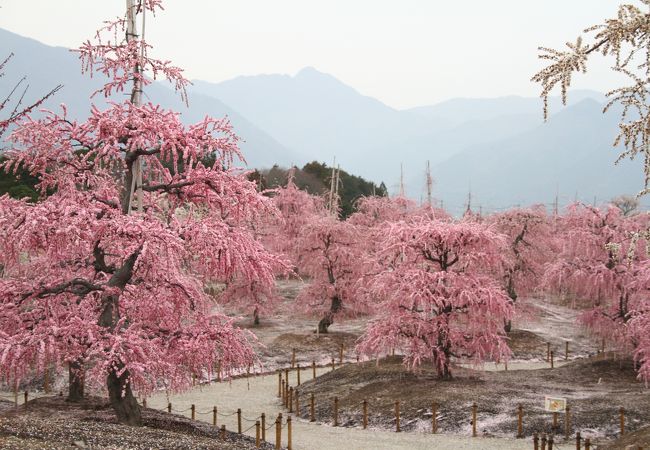 鈴鹿の森庭園