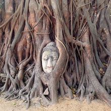 本体の木はとても太いものでした