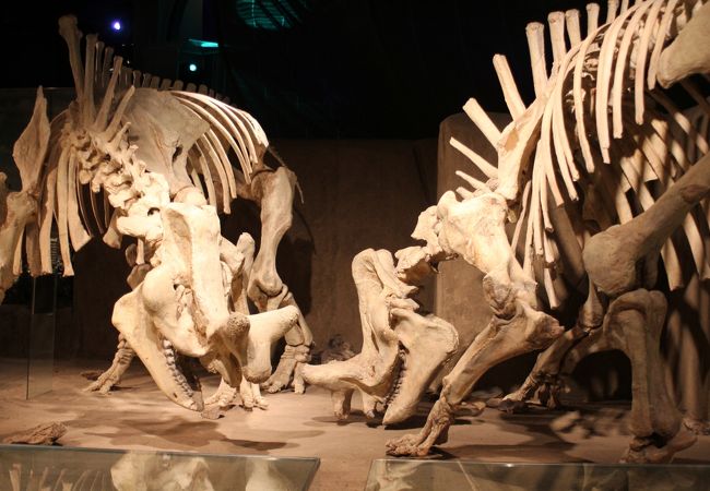 ロイヤル ティレル古生物博物館 クチコミ アクセス 営業時間 バッドランド周辺 フォートラベル ロイヤル ティレル古生物博物館 クチコミ アクセス 営業時間 バッドランド周辺 フォートラベル
