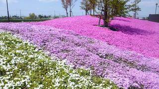 三ツ又池公園