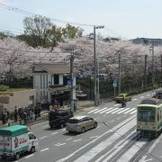 都電が走る桜の名所