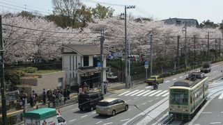 都電が走る桜の名所