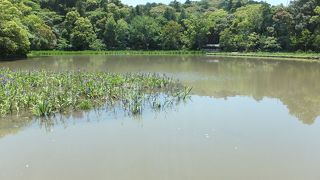 伊勢神宮の外宮隣接の池。
