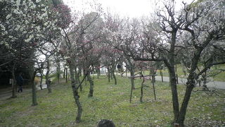 こじんまりとした梅林でした。