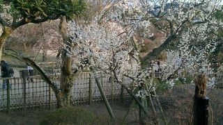 梅まつりで周辺道路は大渋滞
