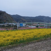 鋸南富山インターで菜の花摘み