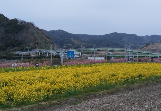 鋸南富山インターで菜の花摘み