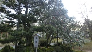 3月半ばの龍石の椿