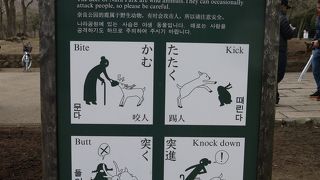 思ったよりも鹿おおい