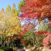 ゆったり紅葉を堪能できるスポット