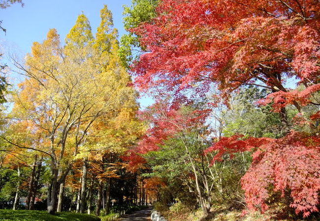 ゆったり紅葉を堪能できるスポット