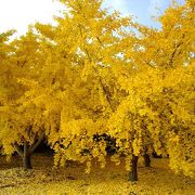 町を黄色に染めるイチョウの木々