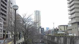 まもなく、桜のシーズン