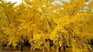 町を黄色に染めるイチョウの木々