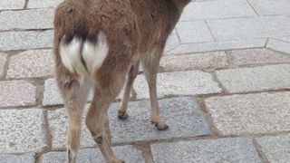 鹿ちゃんカワイイ