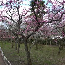 梅苑600円茶菓子付。大混雑。