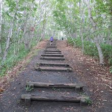 展望台へのアクセスルートは快適な森の中の道。