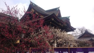 京都の梅の名所・学問の神様・北野天満宮