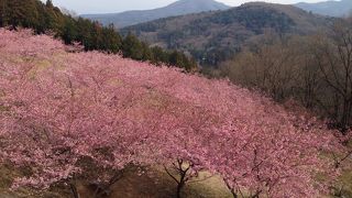 3月半ば河津桜が満開