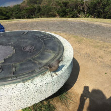 鳥がいっぱいいました。近づいてもにげません。