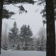 雪の針葉樹林