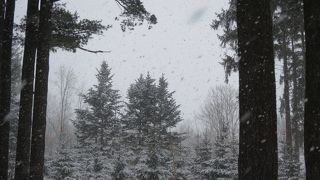 雪の針葉樹林