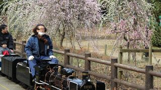 しだれ梅の脇を走るミニＳＬチビクロ号