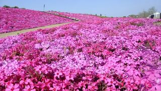 芝桜がきれいです