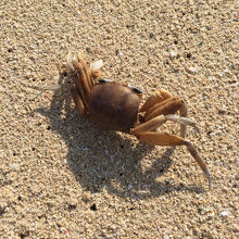 何にも汚されていない海の色。そしていきものたち。