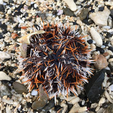 うにが居ました。海岸で見つけたのは初めてで興奮。