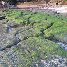 気持ち悪いんだか美しんだか分かりませんが…