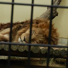ライオンは寝ていました