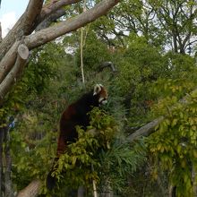 木登りをするレッサーパンダ