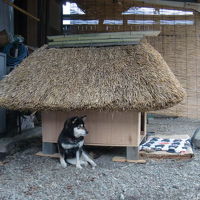 茅葺き屋根の犬小屋とハチちゃん