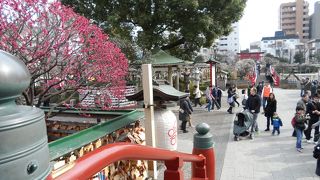 梅の香りが立ち涼やかな亀戸天神、錦糸町からのアクセスが便利です。