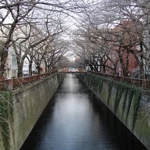 あと２，３週間すれば満開の桜が見られます